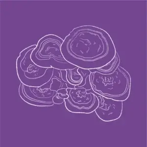 Reishi